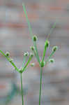 Pine barren flatsedge